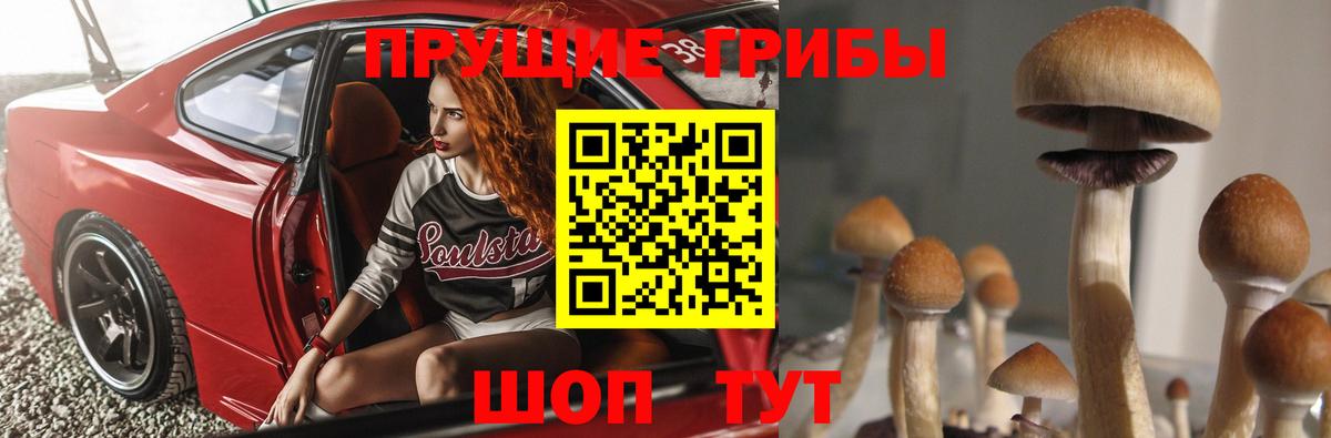 Галлюциногенные грибы Psilocybine cubensis Кондопога